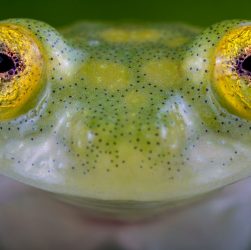ranas cristal_ecuador
