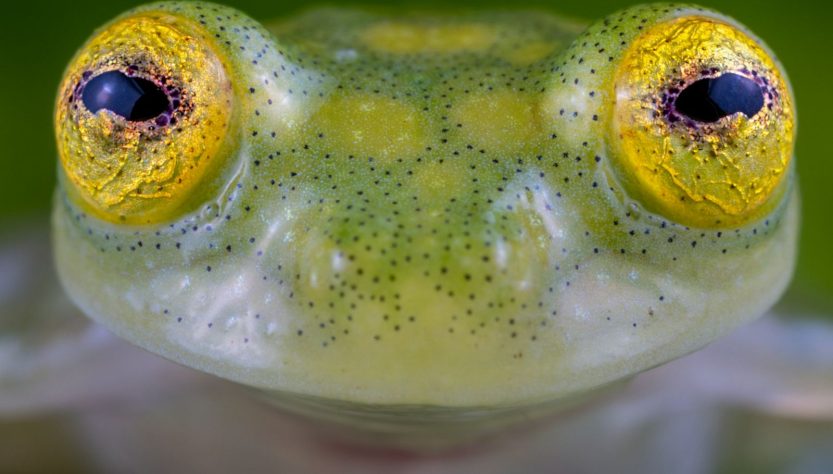 ranas cristal_ecuador