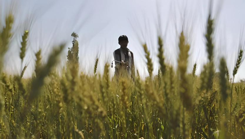 Fertilizantes_Crisis