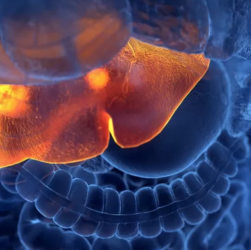 Hepatitis