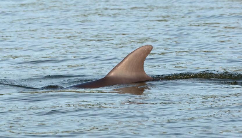 vaquitas marinas