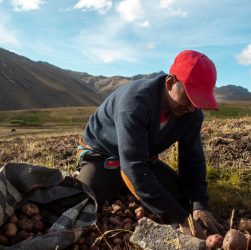 fertilizantes - Perú