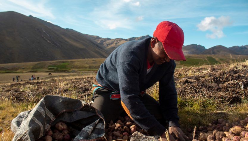 fertilizantes - Perú