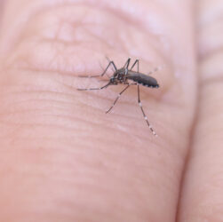 dengue