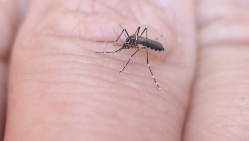 dengue